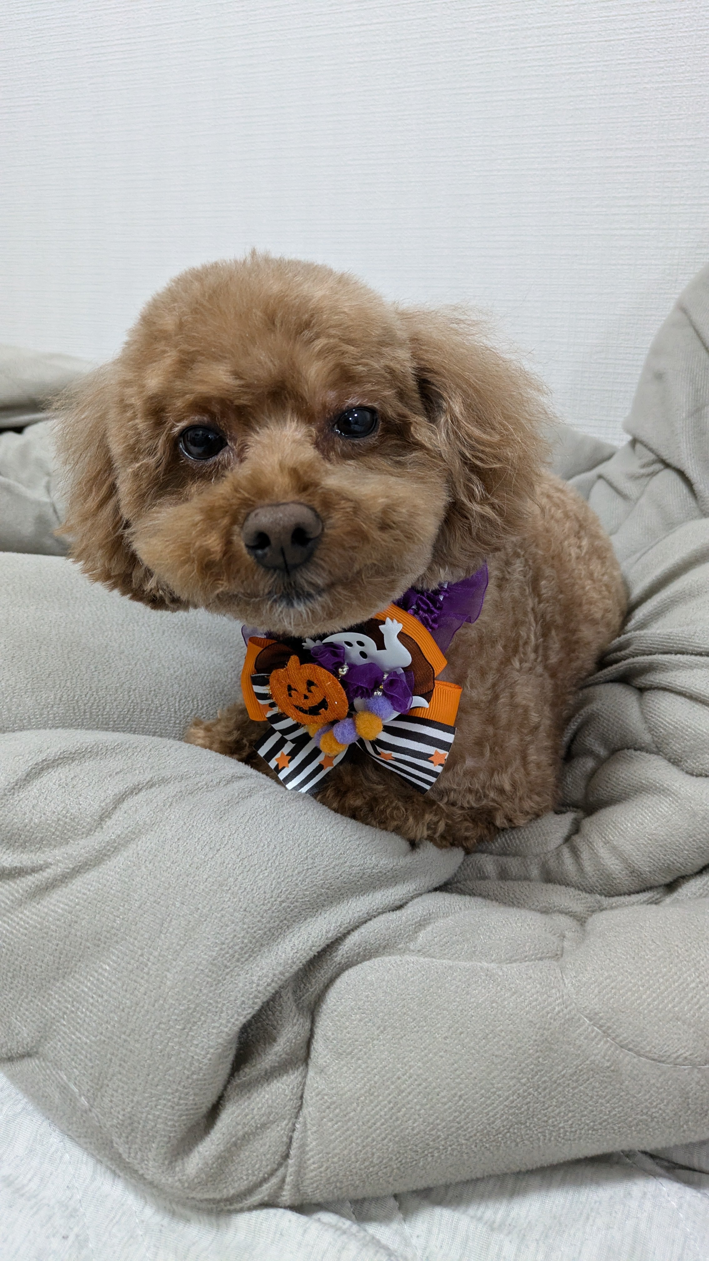 かわいい看板犬と共にお迎えします＊の写真